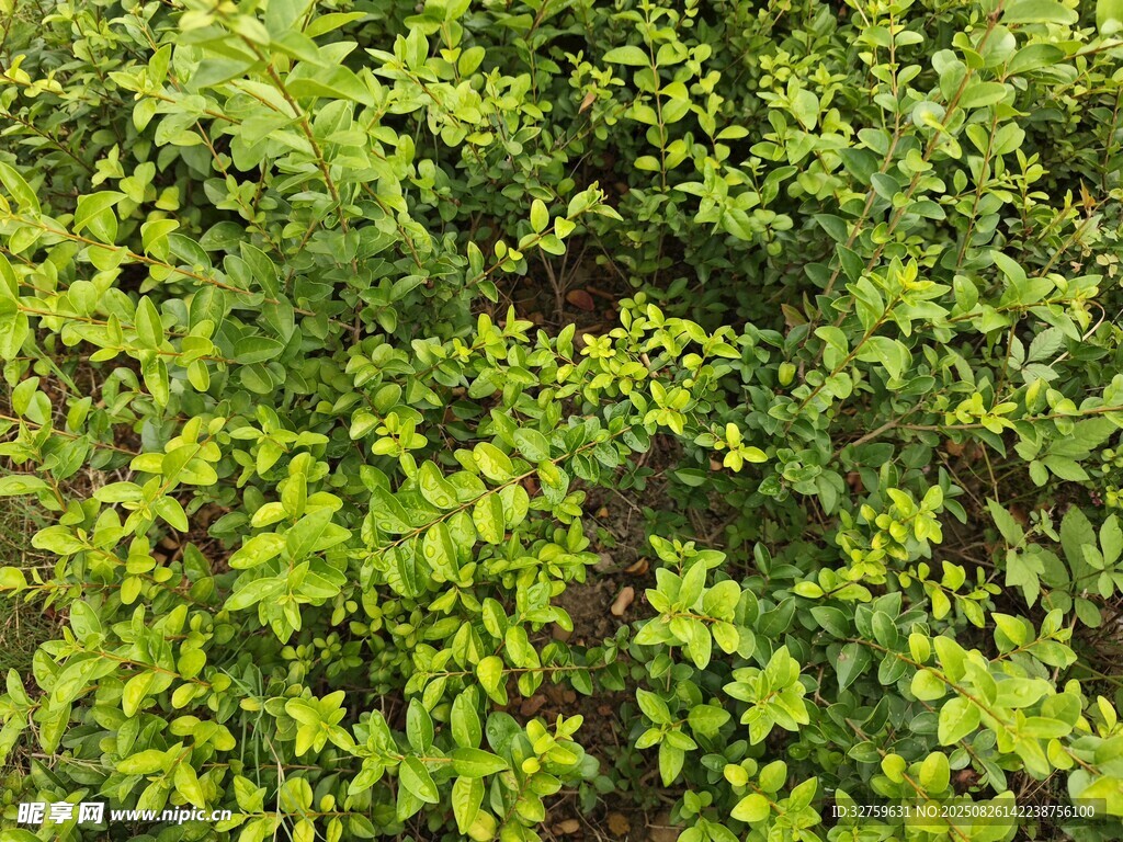 茂密綠植景觀