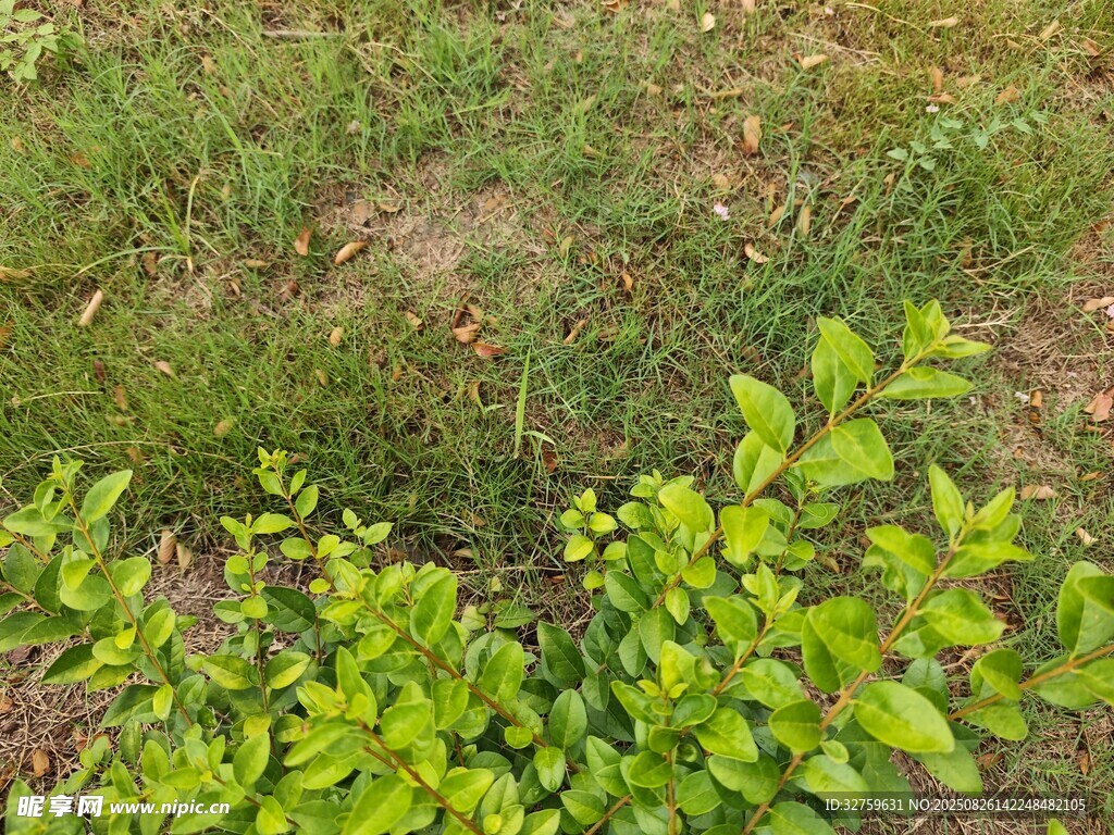 嫩綠植物與草地景觀(guān)