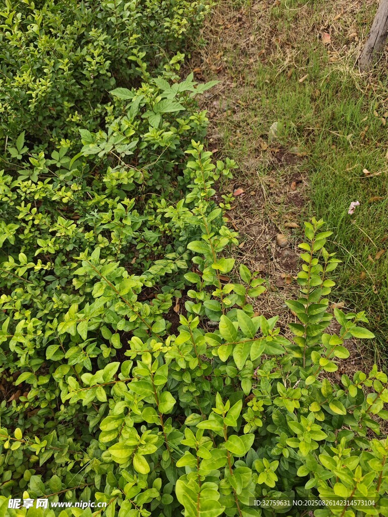 翠綠繁茂的灌木叢景觀