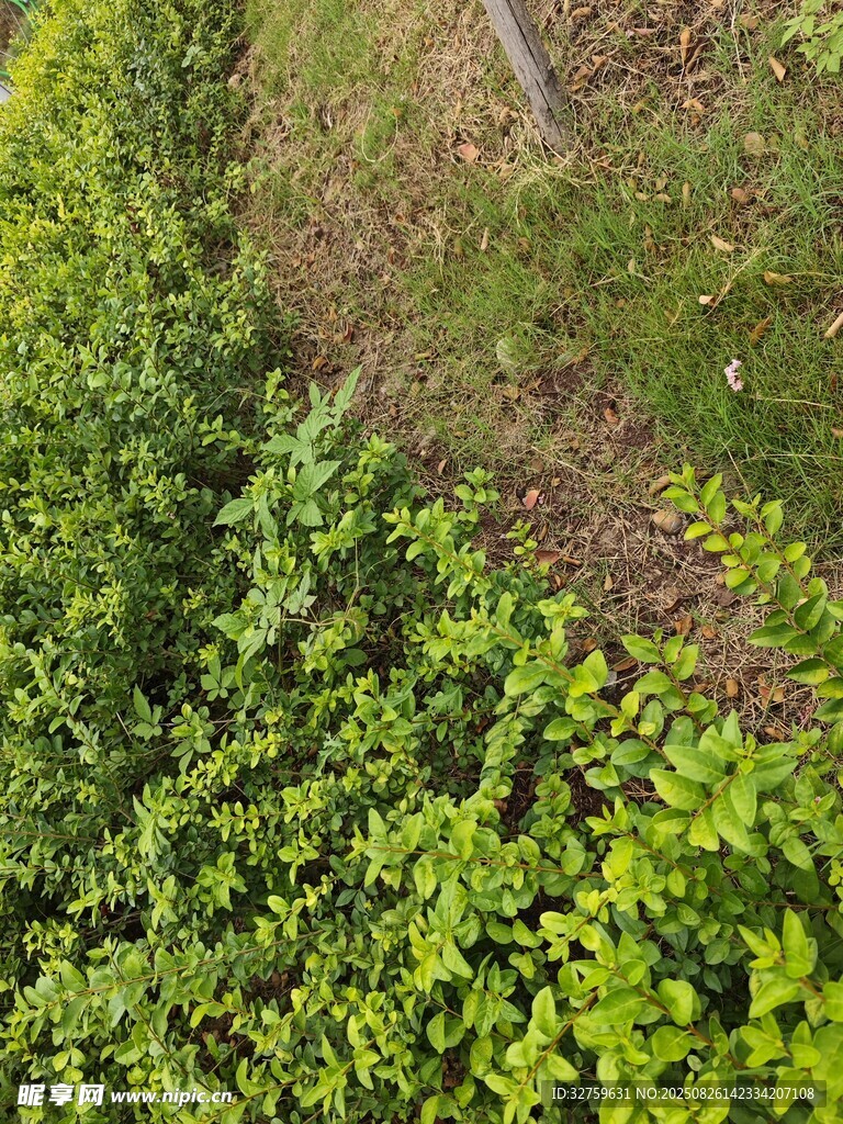 翠綠繁茂的低矮綠植景觀