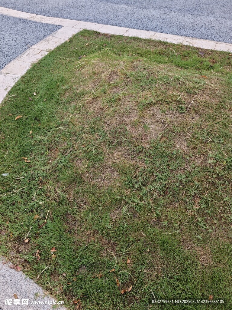 路邊草坪局部景象