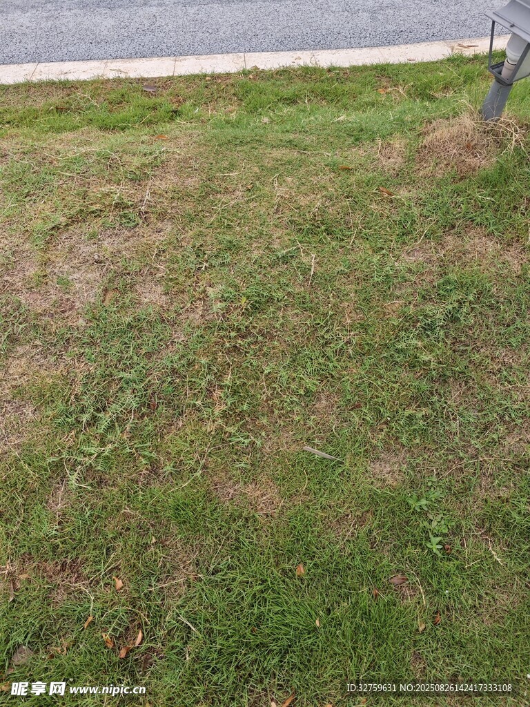 路邊草地景象