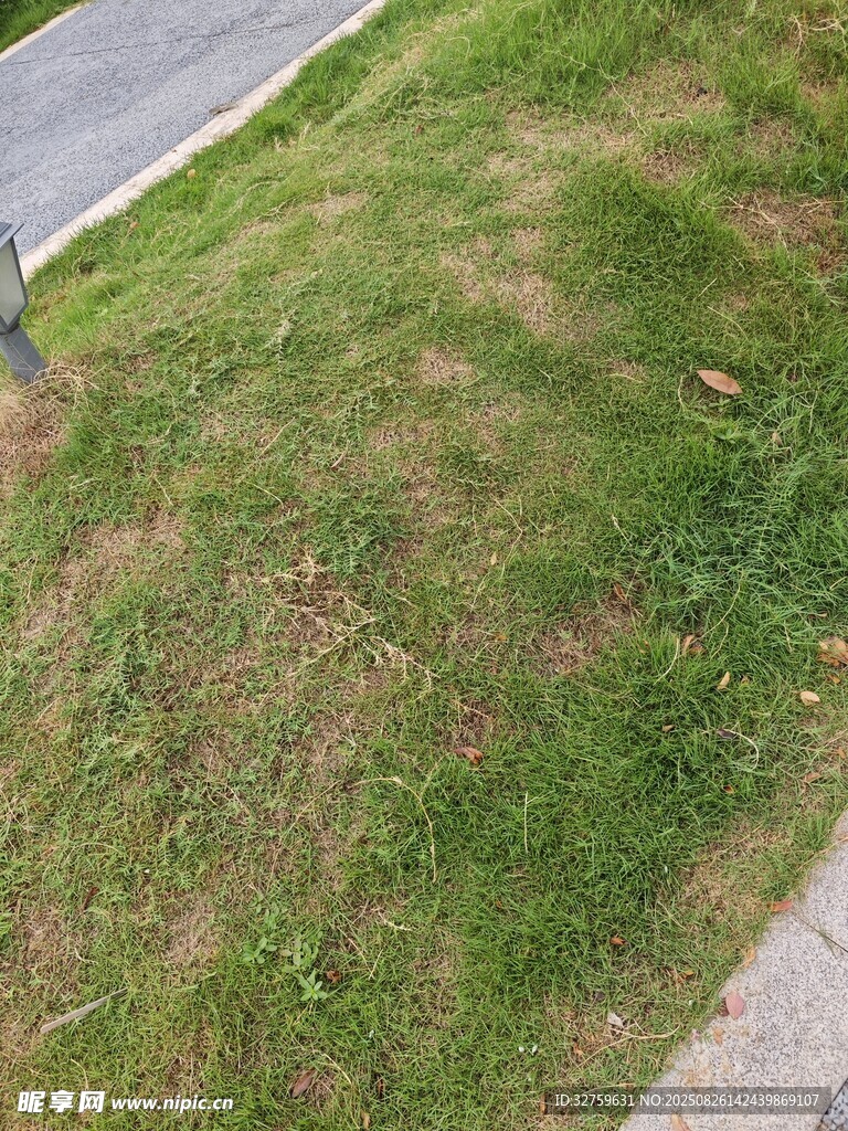 路邊草地景象