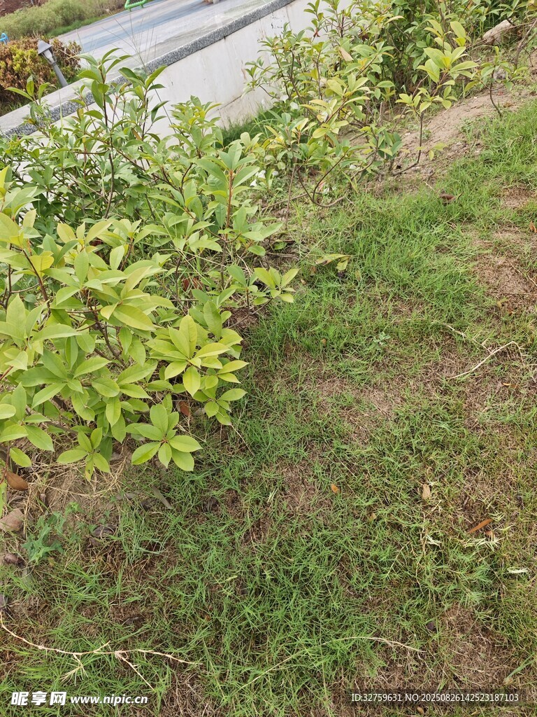 戶外草地綠植景象