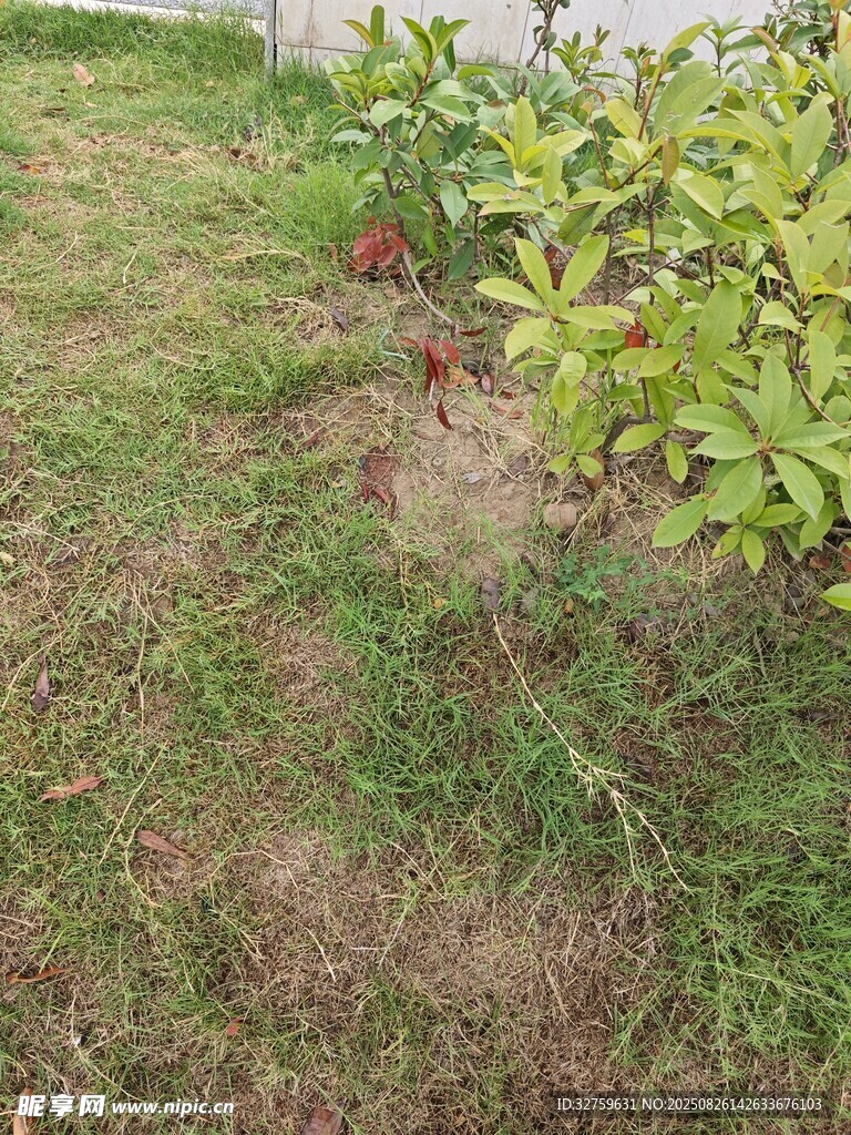 戶(hù)外草地綠植景觀
