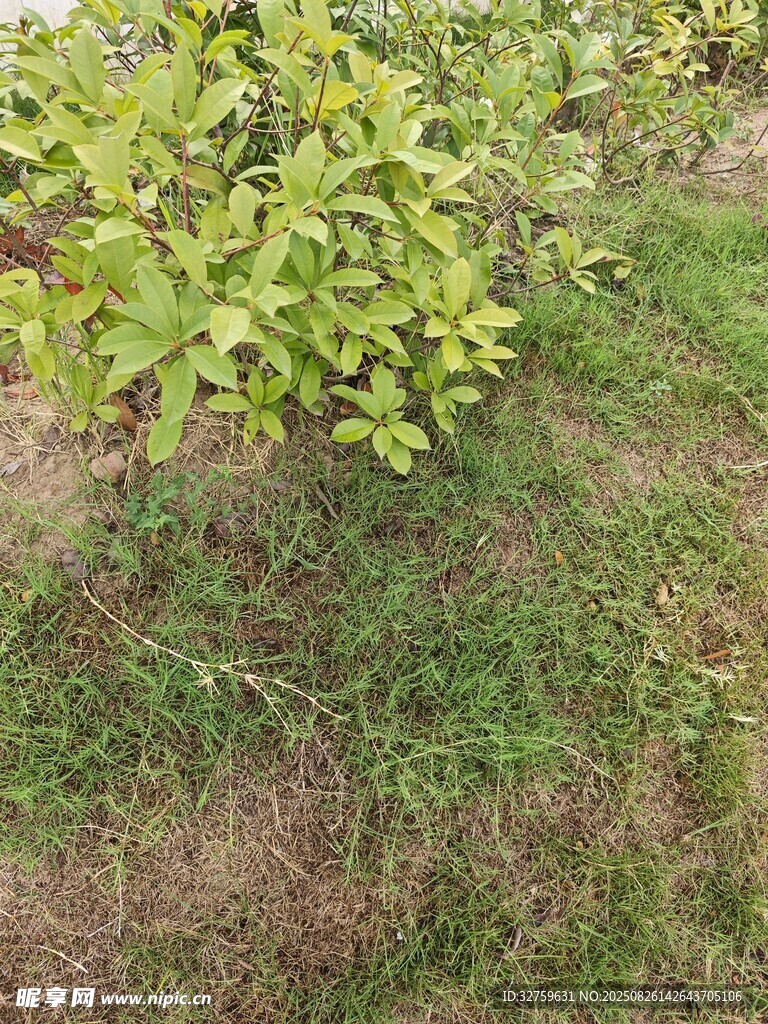 綠葉草地景象