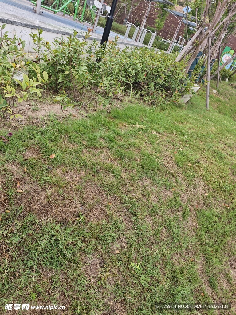 戶外草地綠植景觀畫面