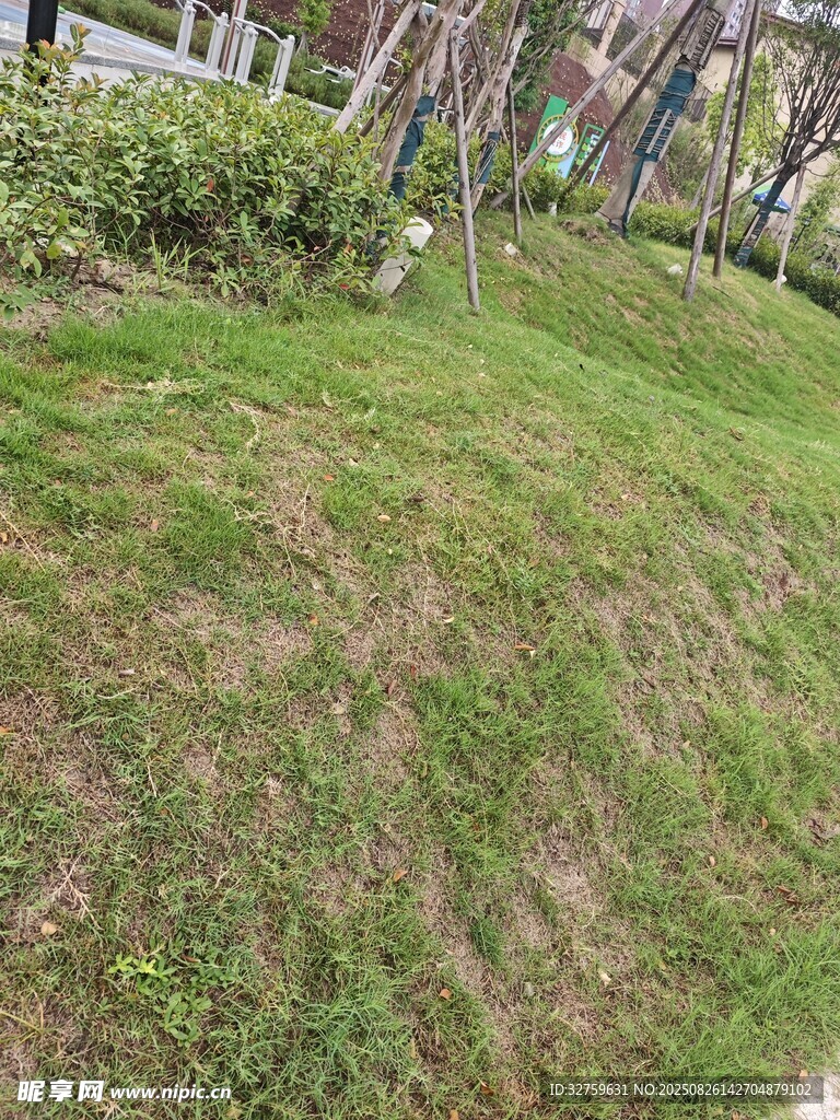 戶外草地綠植景觀