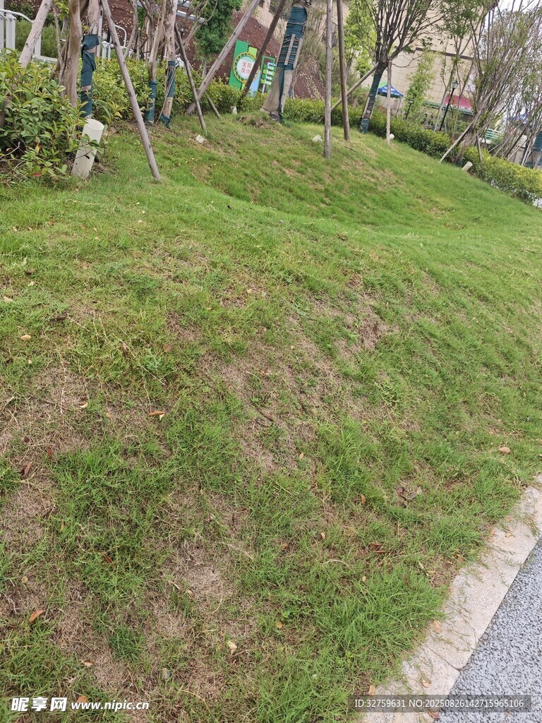 路邊綠意盎然的草坪景觀