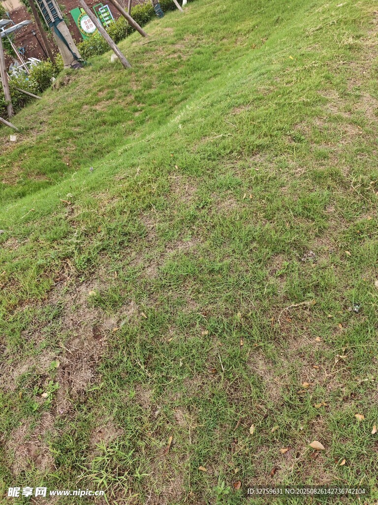 斑駁草地景象
