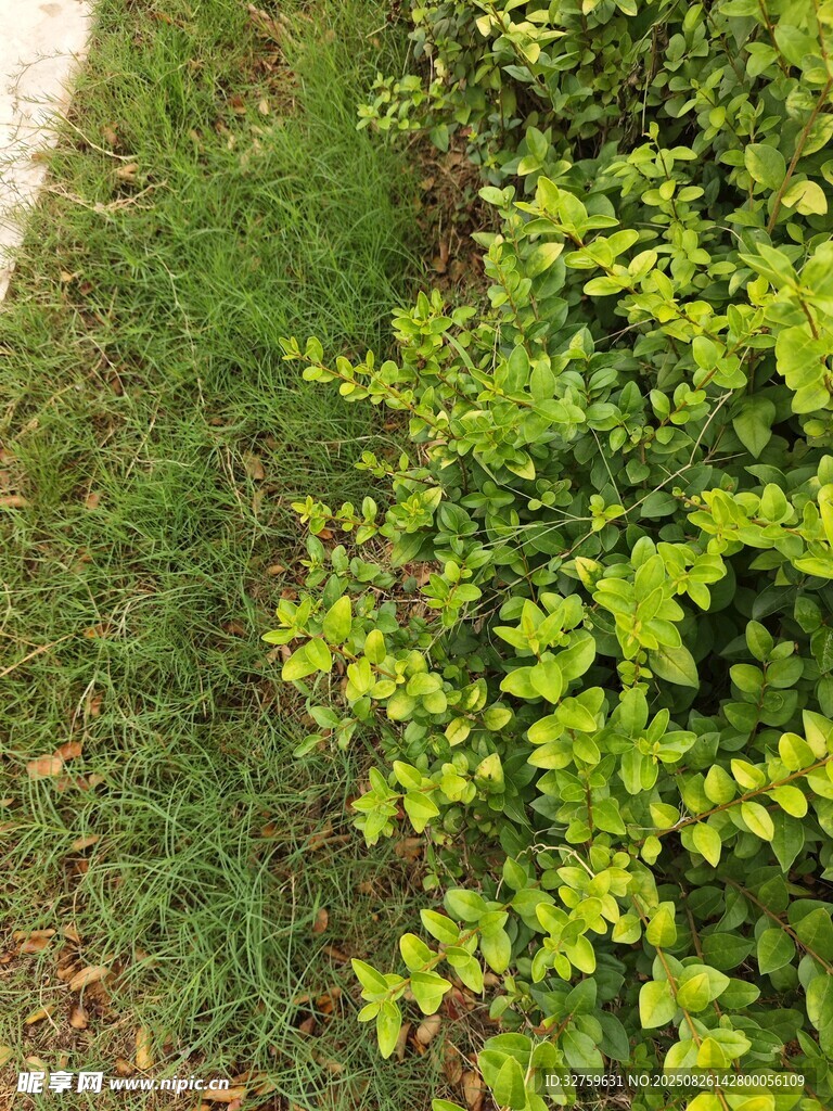 翠綠灌木與草地景觀