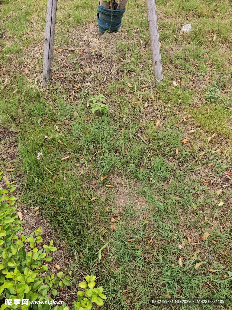戶外草地中的綠植景觀