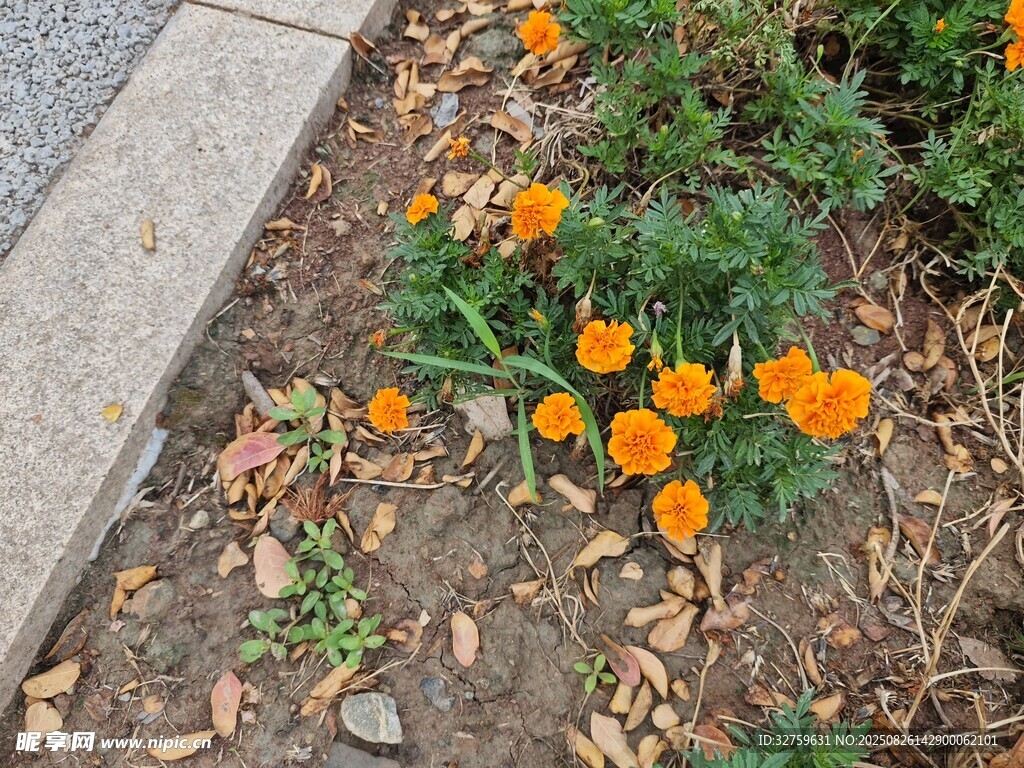 路邊綻放的橙色小花