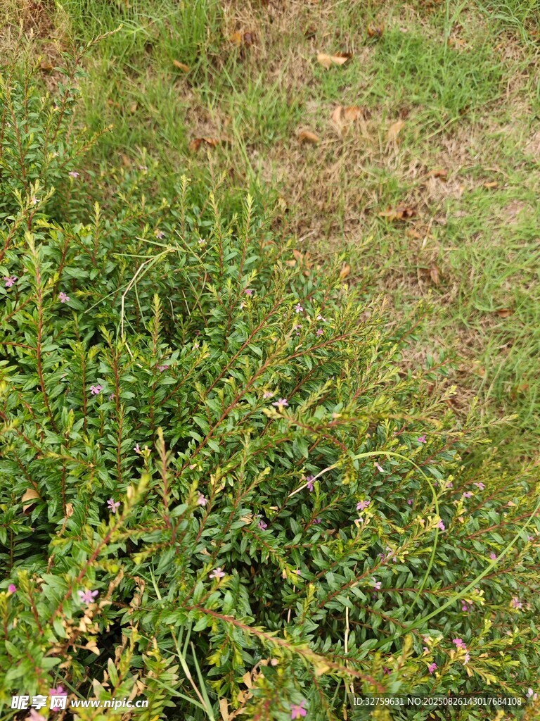 翠綠草地植物景觀