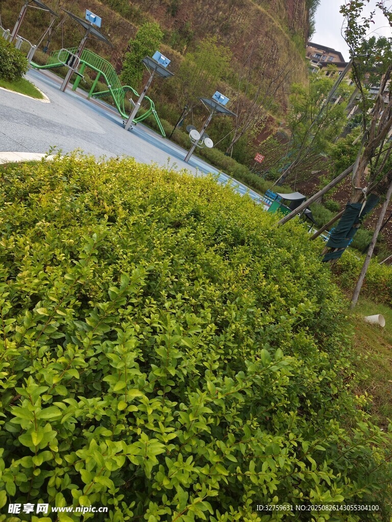 綠意盎然的路邊灌木叢