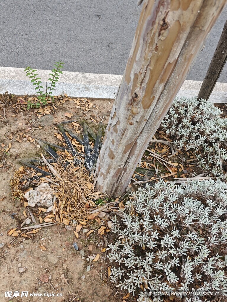 樹干旁的多樣植物景觀
