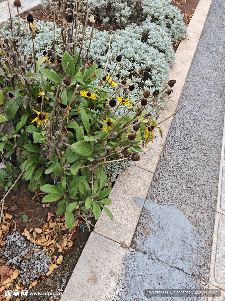 路邊多彩植物景觀