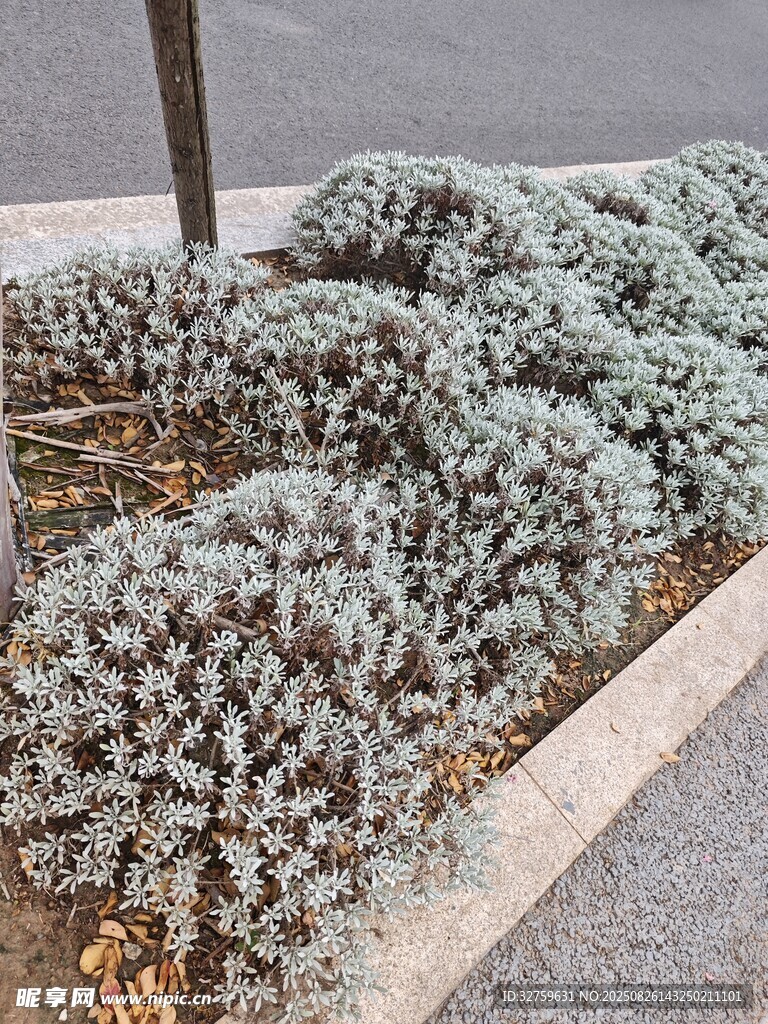 路邊灰綠色叢生植物景觀