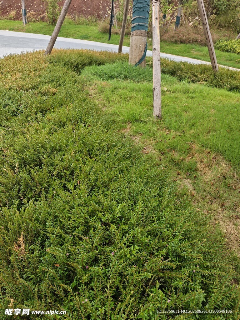戶外翠綠草地與木桿景觀