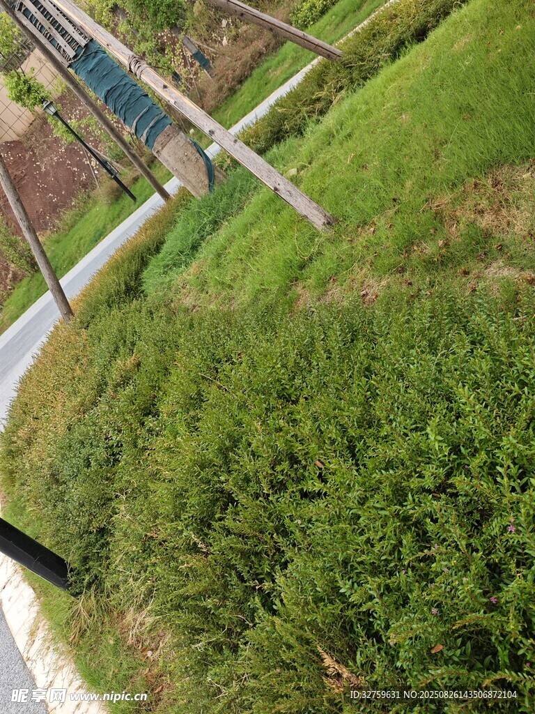 俯瞰綠意盎然的草地小徑