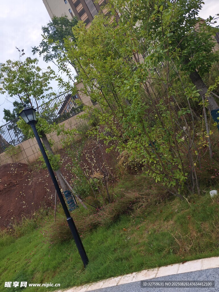 路邊綠植與路燈景觀