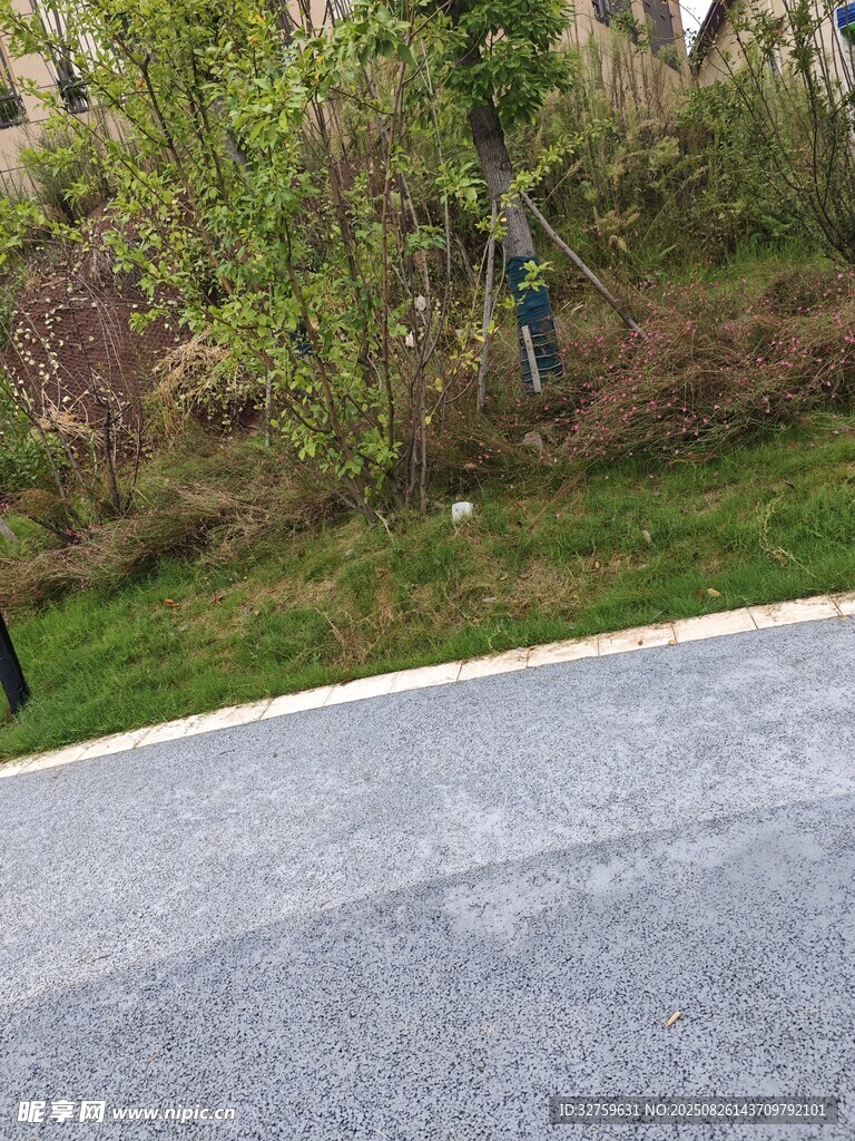 路邊綠植與行人景象