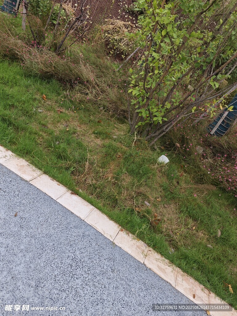 路邊草地與綠植景觀