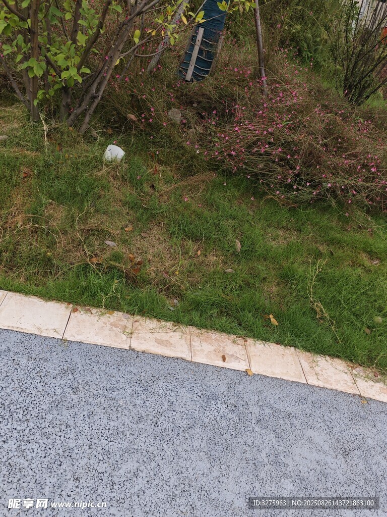 路邊草地與低矮植被景觀
