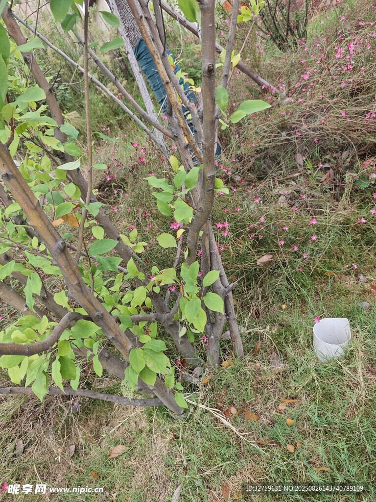 戶(hù)外綠植旁的白色小物件