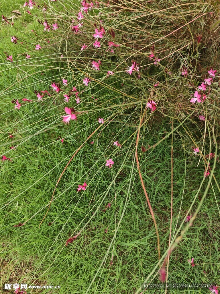 草叢中的粉色小花