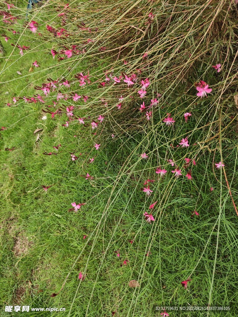 草叢中的粉色小花