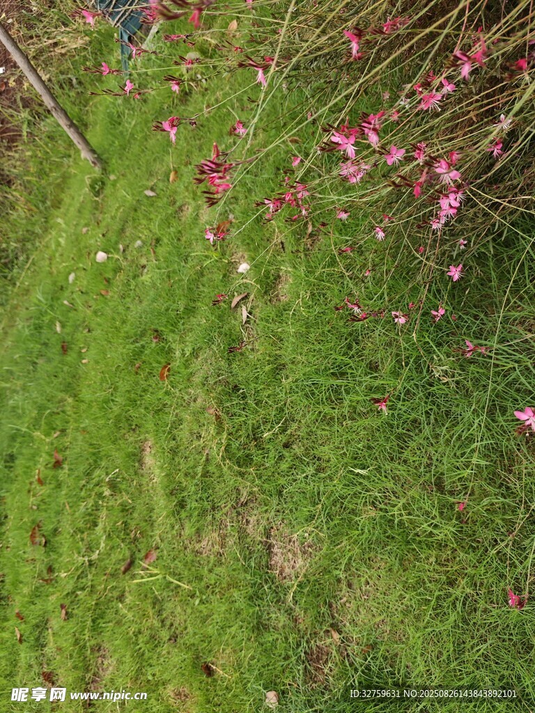綠草間綻放的粉色小花