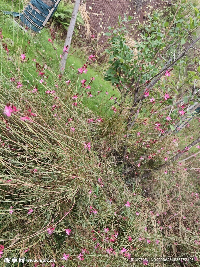 草叢中的粉色小花