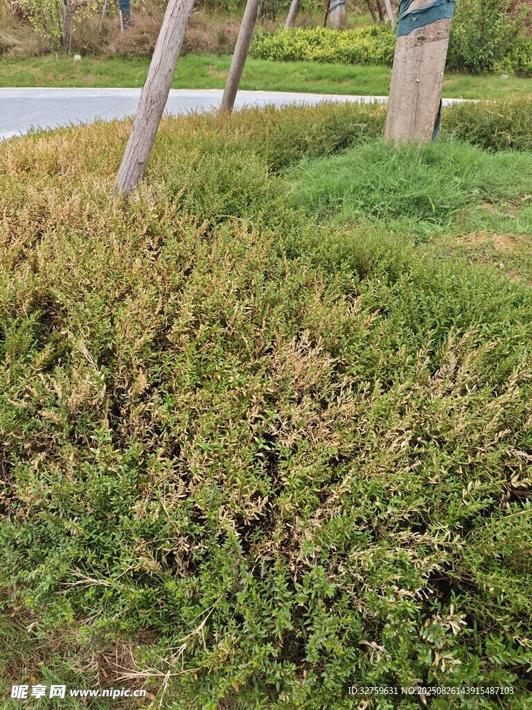枯黃與翠綠交織的草地