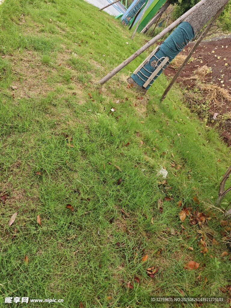 戶外草地景象