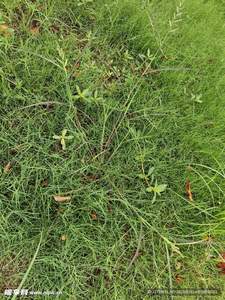 野外叢生的綠色植物