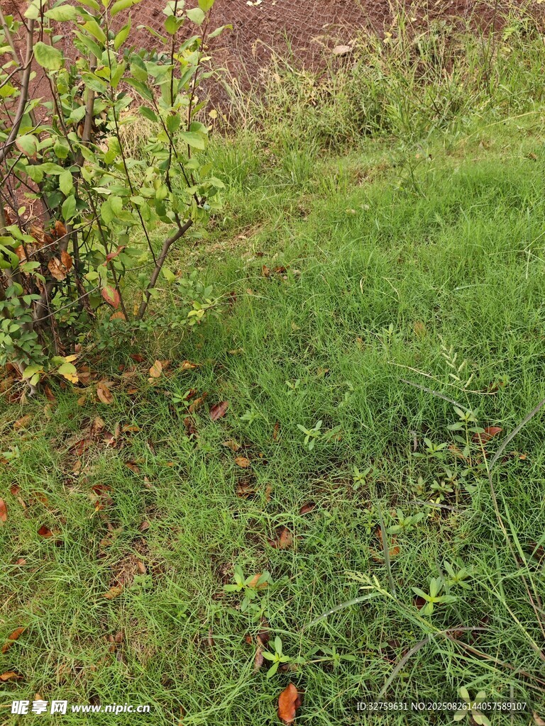 戶外翠綠草地與植物景觀