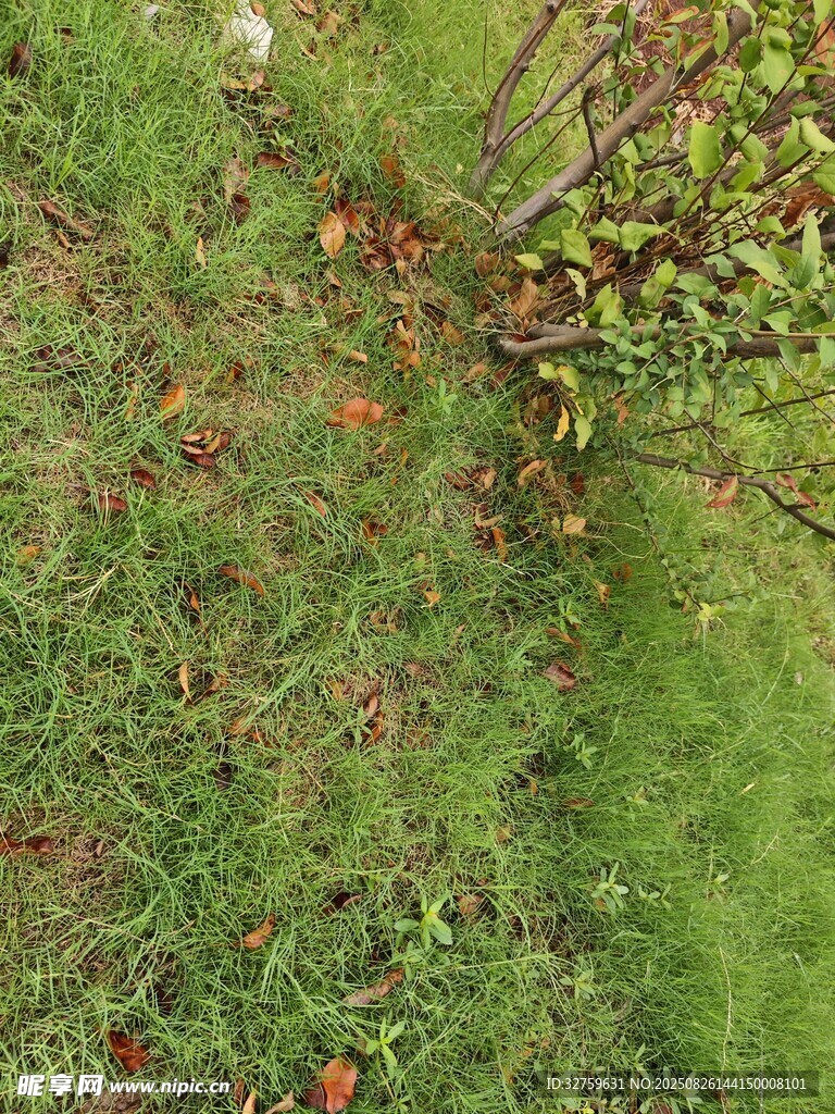 俯瞰翠綠草地與植物