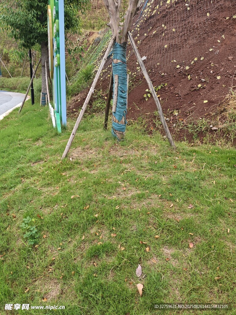 路邊草地旁的樹(shù)木支架
