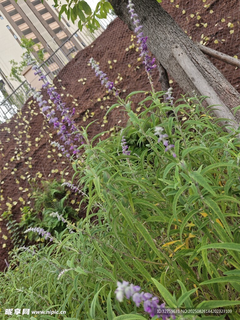 庭院中的紫色花卉綠植
