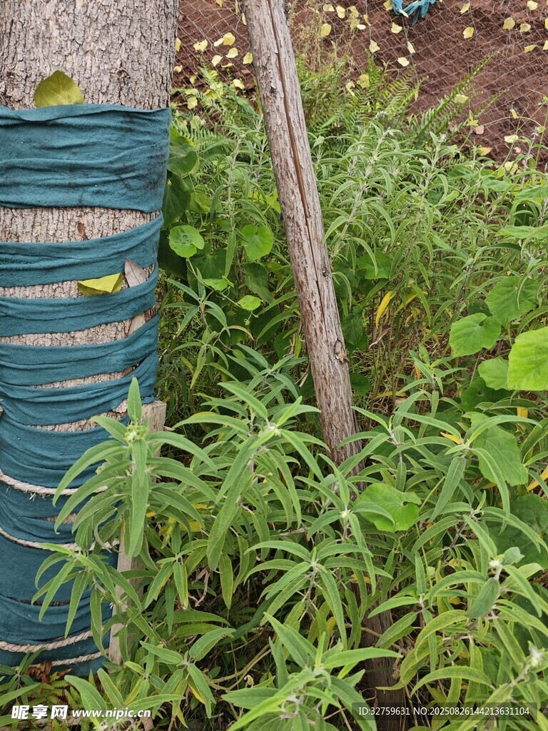 戶(hù)外綠植旁的藍(lán)色容器