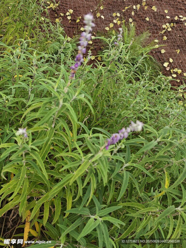 紫色花朵的綠色植物
