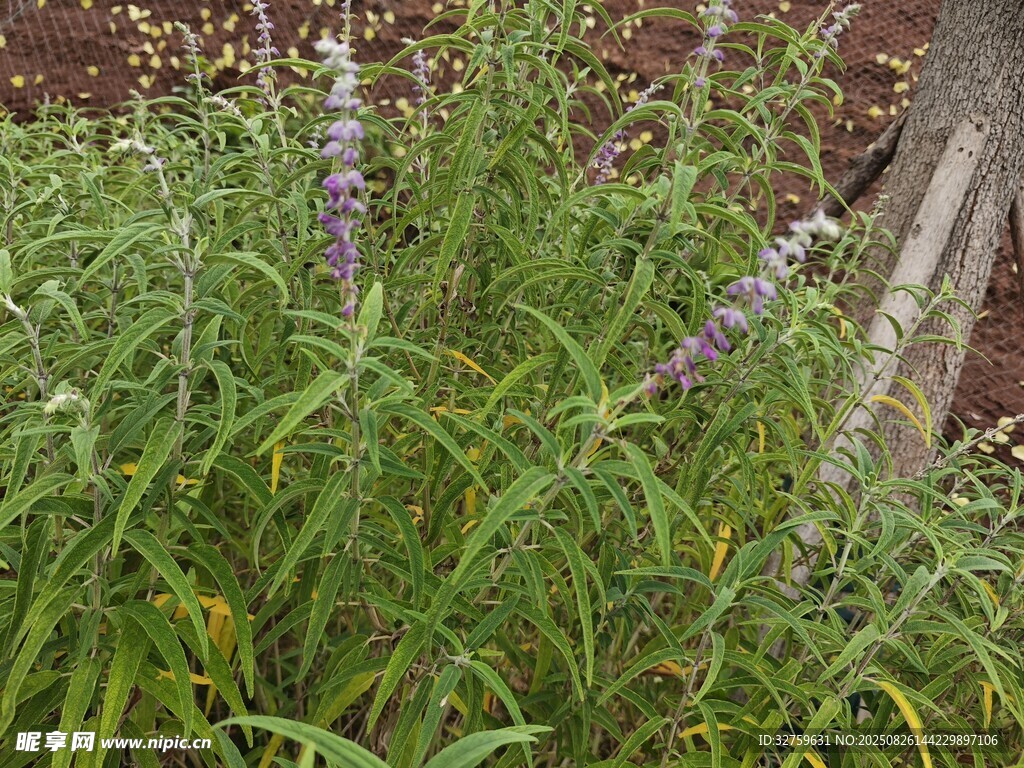 紫色穗狀草本植物特寫