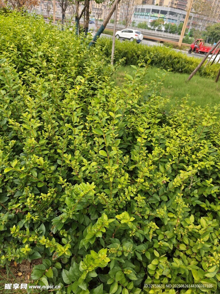 整齊的綠色灌木景觀