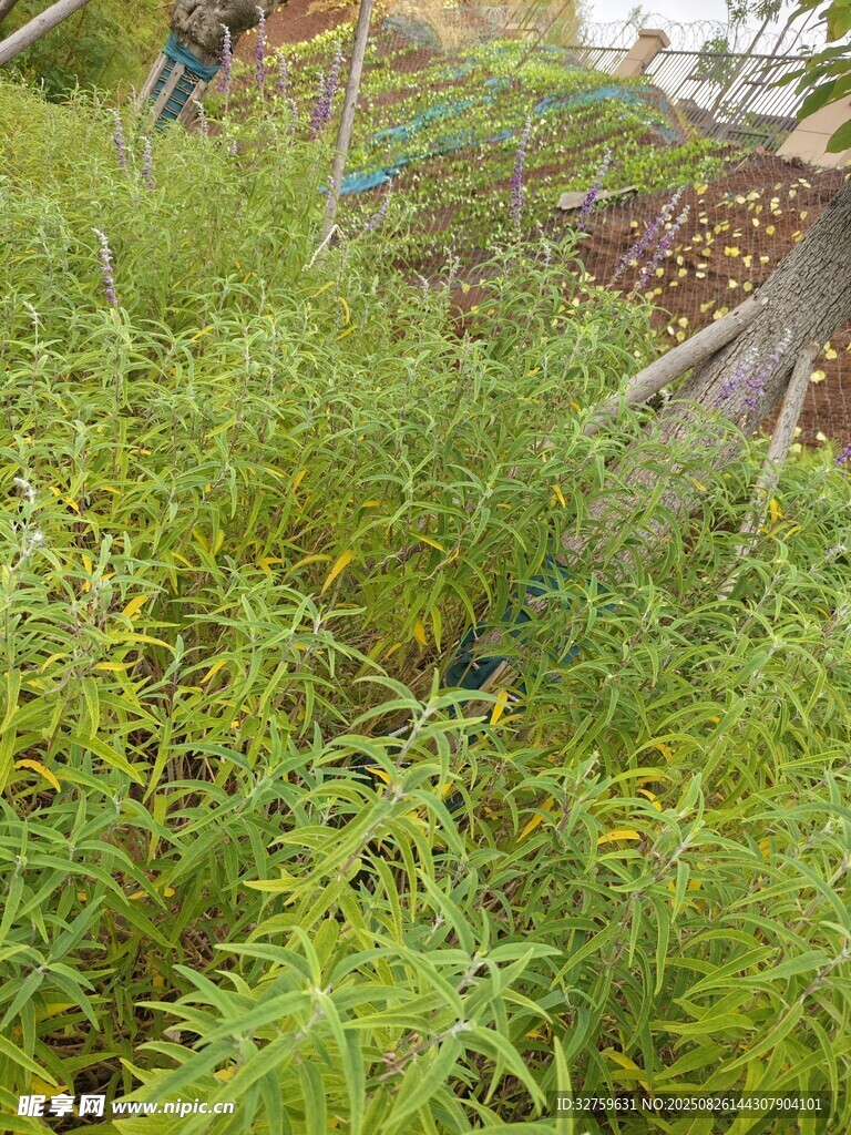綠意盎然的植物景觀