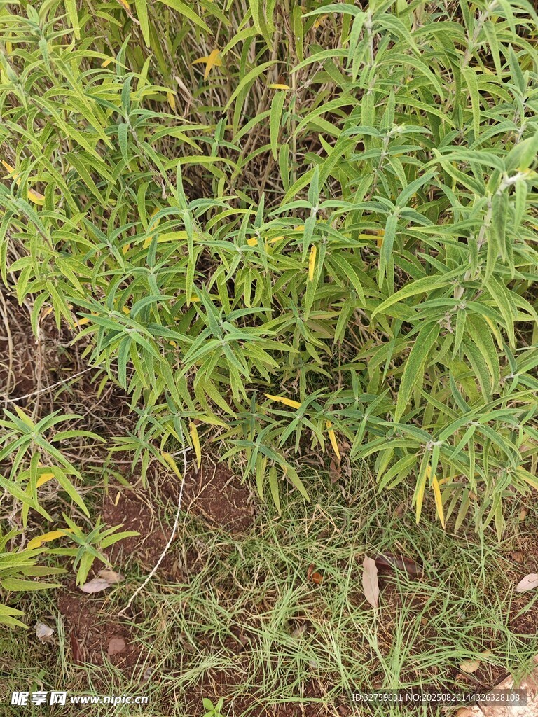 翠綠繁茂的野外植物景觀