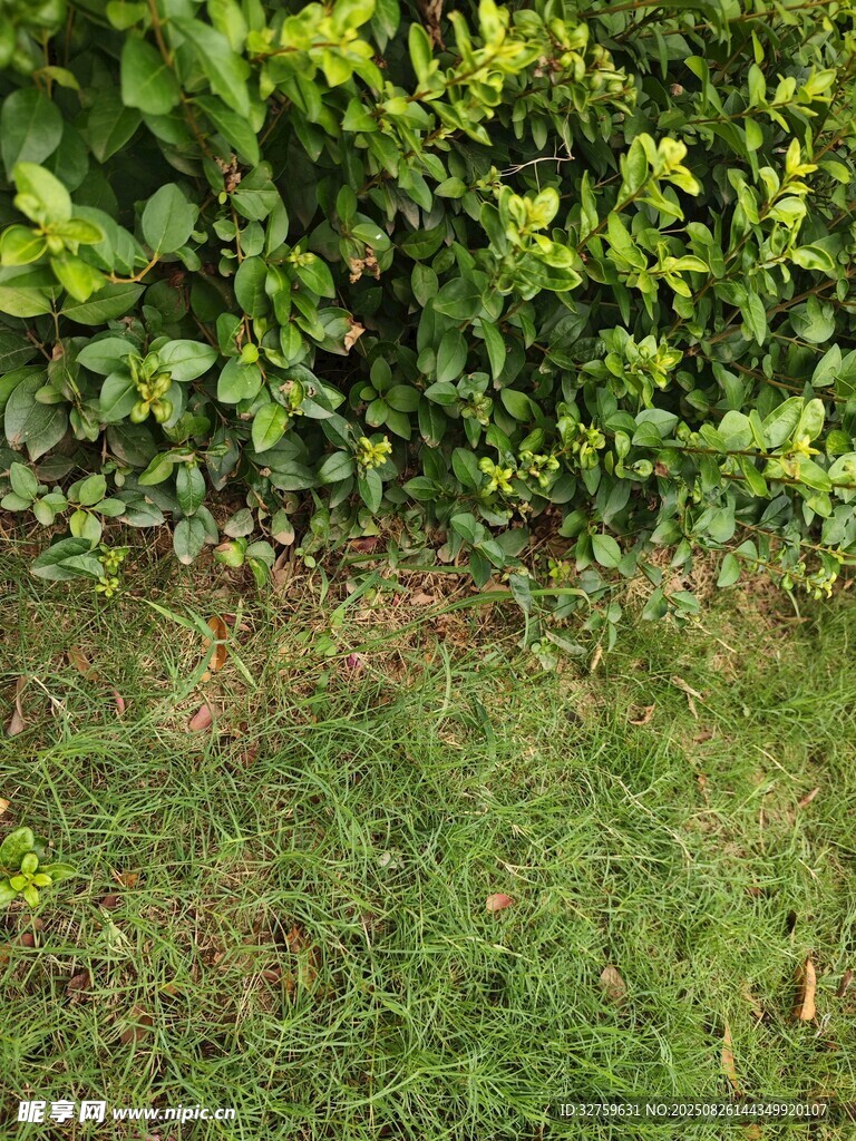 綠意盎然的草地與綠植