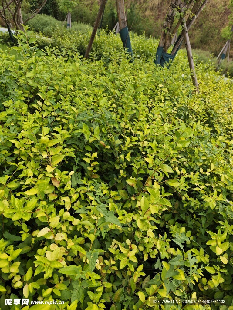 翠綠繁茂的灌木叢