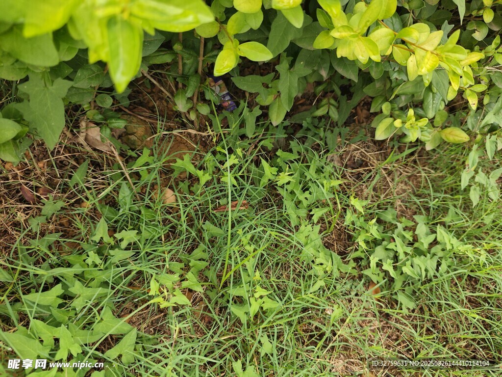 綠意盎然的草地與綠植