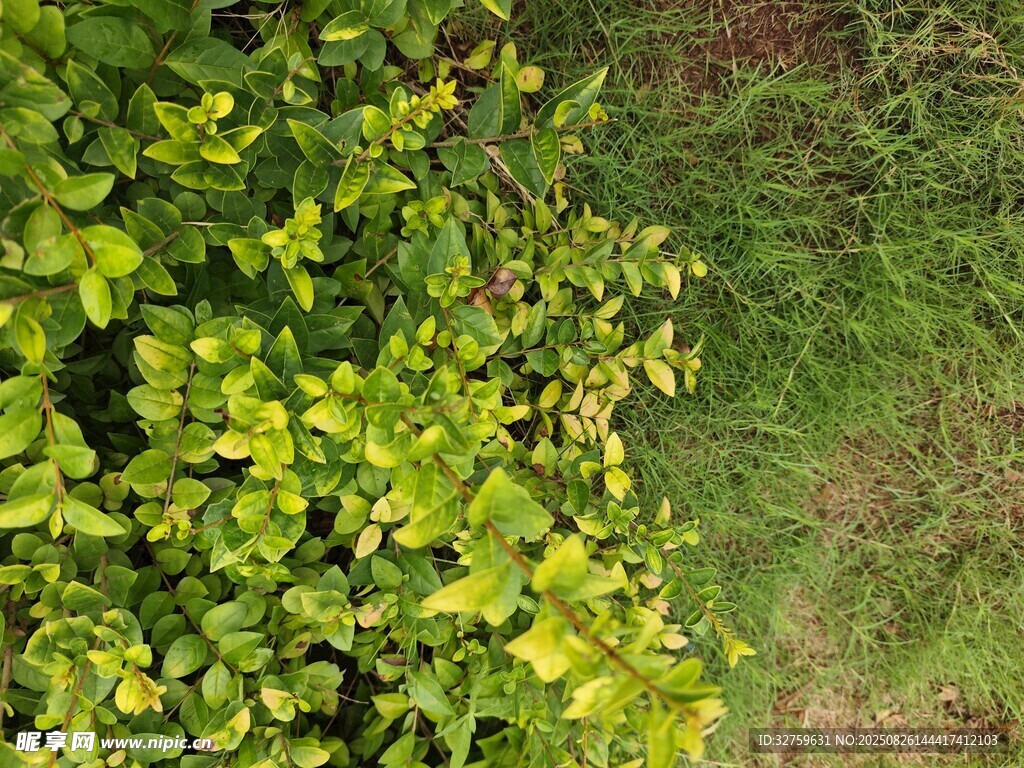 翠綠枝葉與草地景象